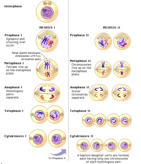 meiosis 1 vs meiosis 2|Meiosis review (article) .
